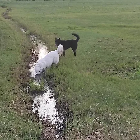 Semesterbostad Rozany *